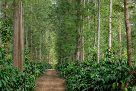 Coorg, Karnataka